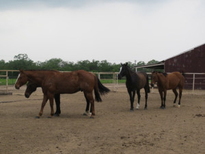 Horses from the Parson's Mounted Cavalry