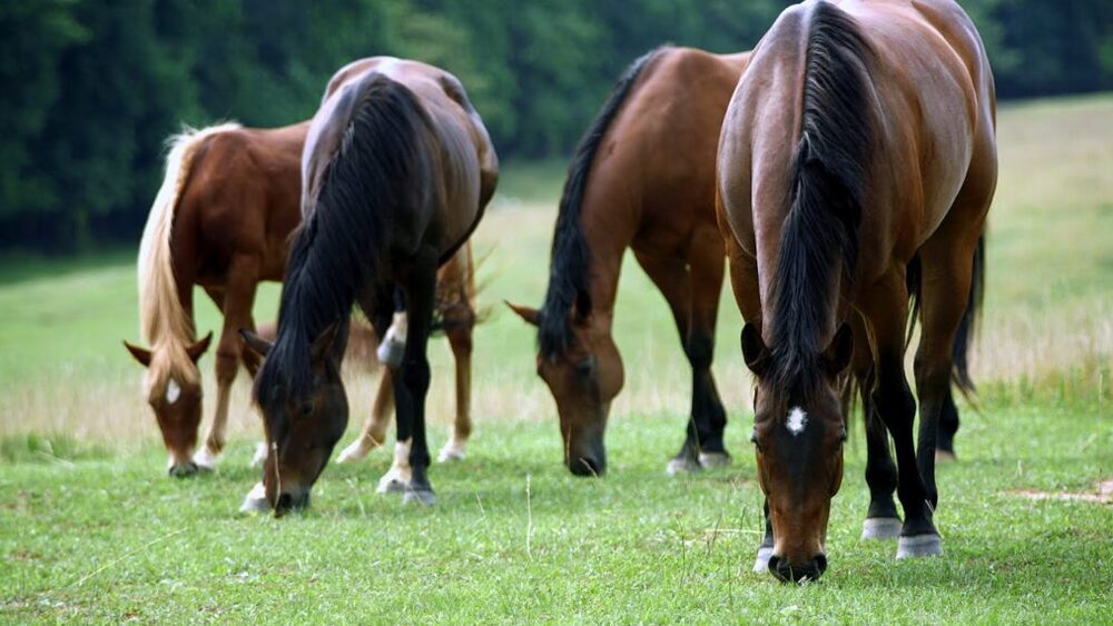 Texas A&M Veterinary Medical Diagnostic Laboratory