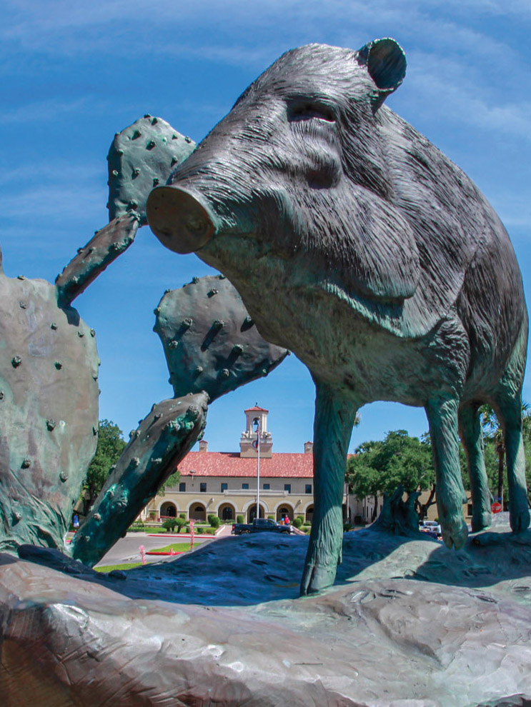 TAMUK-javelina