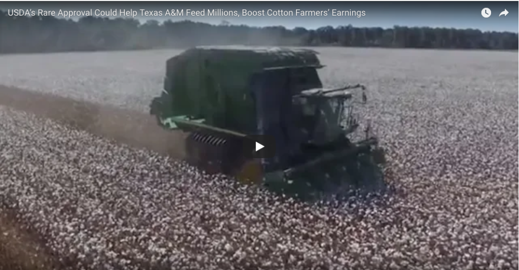 USDA Gives Rare Approval to Texas A&M Scientist to Pursue New Discovery To Feed Millions, Boost Cotton Farmers’ Earnings