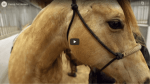 Hemp for Horses Video