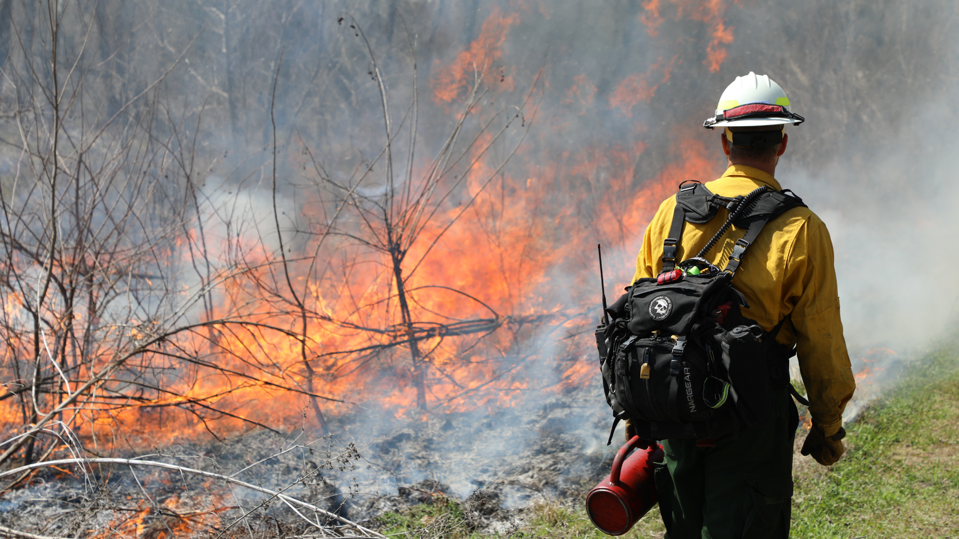 Certified prescribed burn manager monitors a prescribed fire as flames reduce vegetation and hazardous fuels in a wooded area.