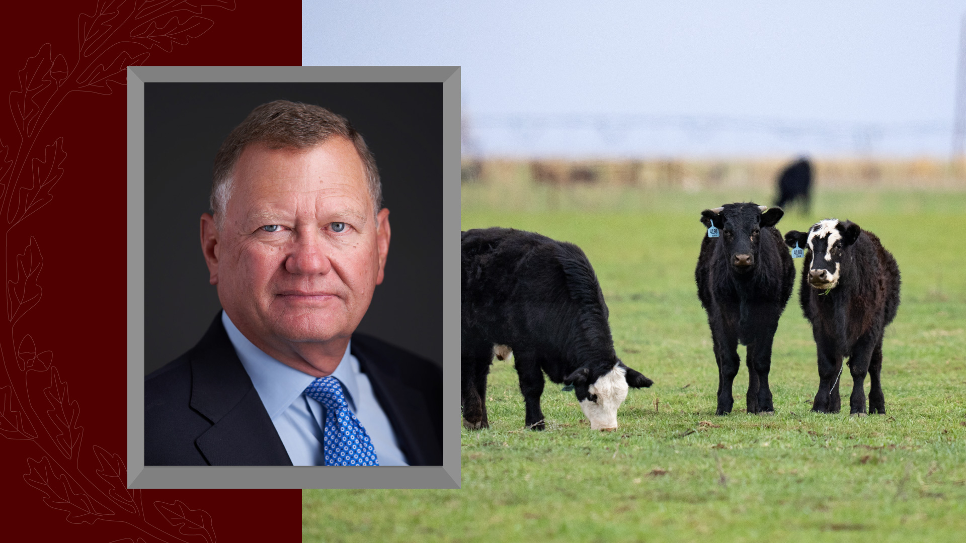 Portrait of Regent John Bellinger in a suit displayed beside cattle grazing in a pasture.